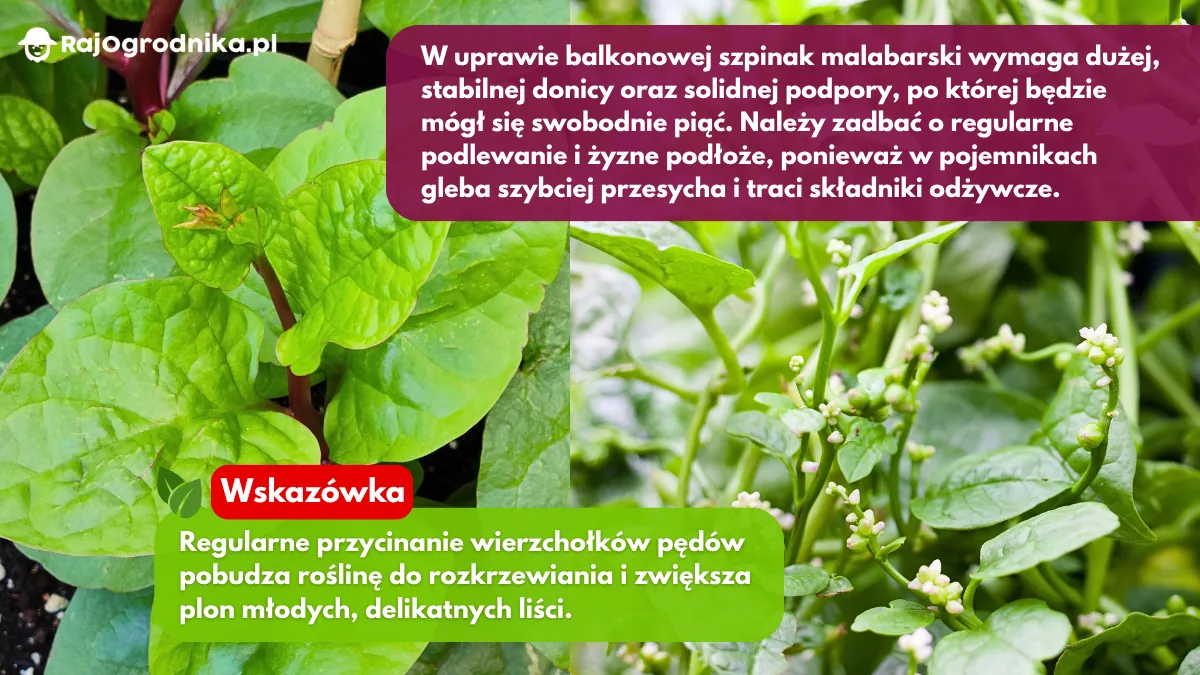 Szpinak-malabarski-odmiany-blog-sklep-rajogrodnika